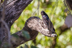 Dicrurus adsimilis fugax