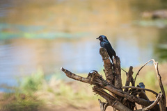 Dicrurus adsimilis fugax