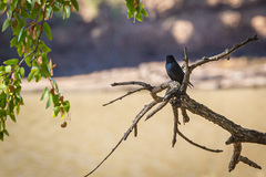 Dicrurus adsimilis fugax