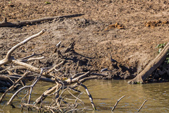 Corythaixoides concolor concolor