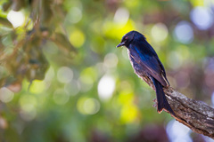 Dicrurus adsimilis fugax