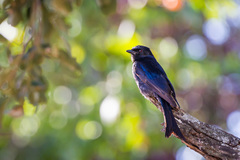 Dicrurus adsimilis fugax