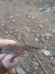 Pachydactylus vansoni