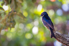 Dicrurus adsimilis fugax