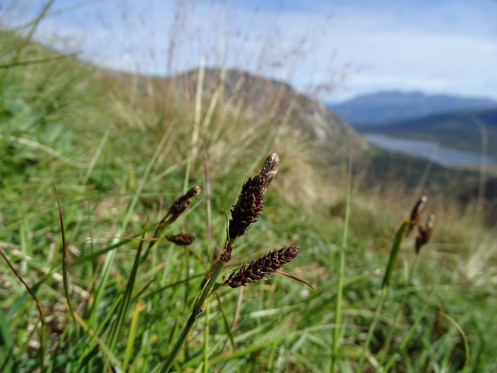Carex microchaeta ssp. microchaeta