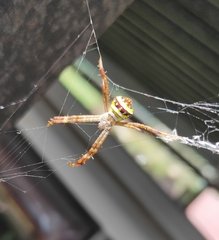 Argiope