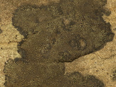 Verrucaria praetermissa