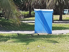 Acridotheres javanicus