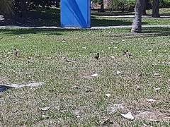 Acridotheres javanicus