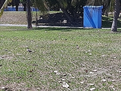 Acridotheres javanicus