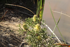 Isopogoninae