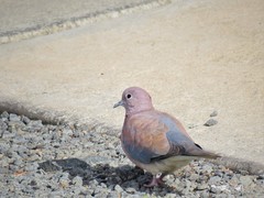 Streptopelia senegalensis senegalensis