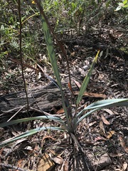 Dianella prunina