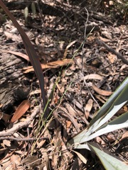 Dianella prunina
