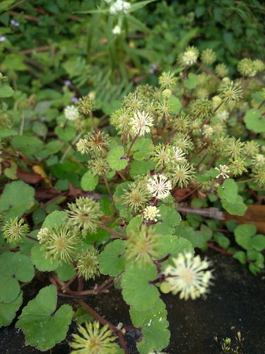 Himalayan Pennywort (Hydrocotyle himalaica)