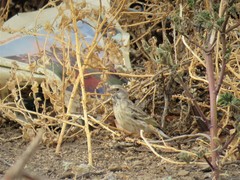 Crithagra atrogularis