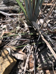 Dianella prunina