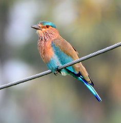 Indian Roller photo 4