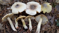 Tricholoma davisiae