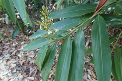 Alpinia caerulea