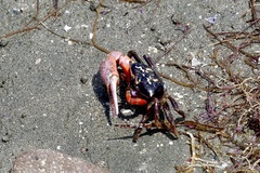 Gelasimus tetragonon