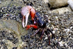 Gelasimus tetragonon