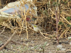 Crithagra atrogularis