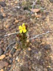 Hibbertia fasciculata