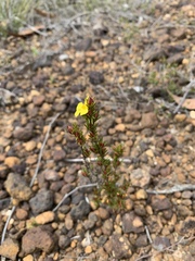 Hibbertia fasciculata