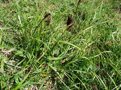Carex microchaeta microchaeta