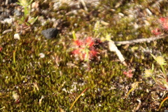 Drosera roseana