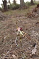 Caladenia heberleana