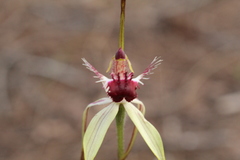 Caladenia heberleana