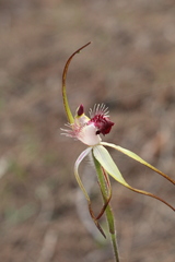 Caladenia heberleana