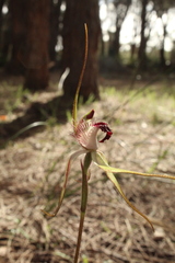 Caladenia heberleana