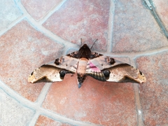 Amplypterus panopus