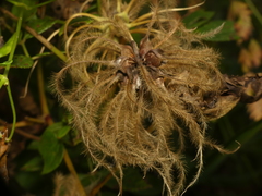 Clematis viorna