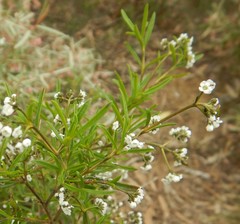 Logania linifolia