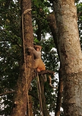 Macaca