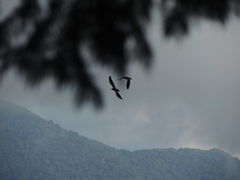 Corvus macrorhynchos colonorum