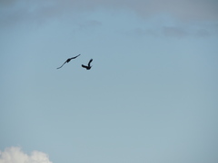 Corvus macrorhynchos colonorum