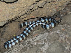 Laticauda laticaudata
