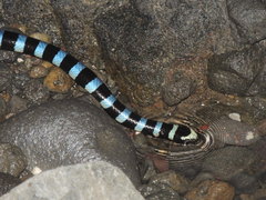 Laticauda laticaudata