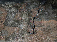 Laticauda laticaudata