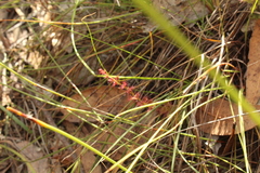 Drosera platypoda