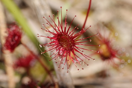 Drosera fimbriata