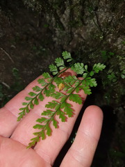 Asplenium cimmeriorum