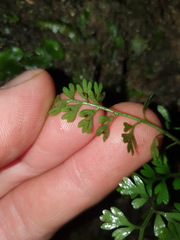Asplenium cimmeriorum