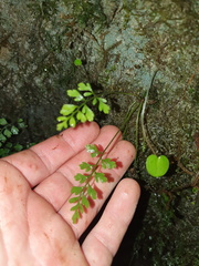 Asplenium cimmeriorum