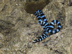 Laticauda laticaudata
